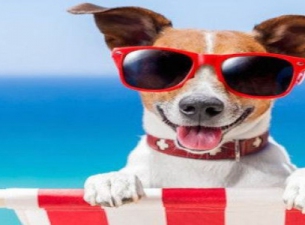Hotel a Rimini con spiaggia convenzionata per cani e gatti. Vacanza a Rimini con cane e gatto