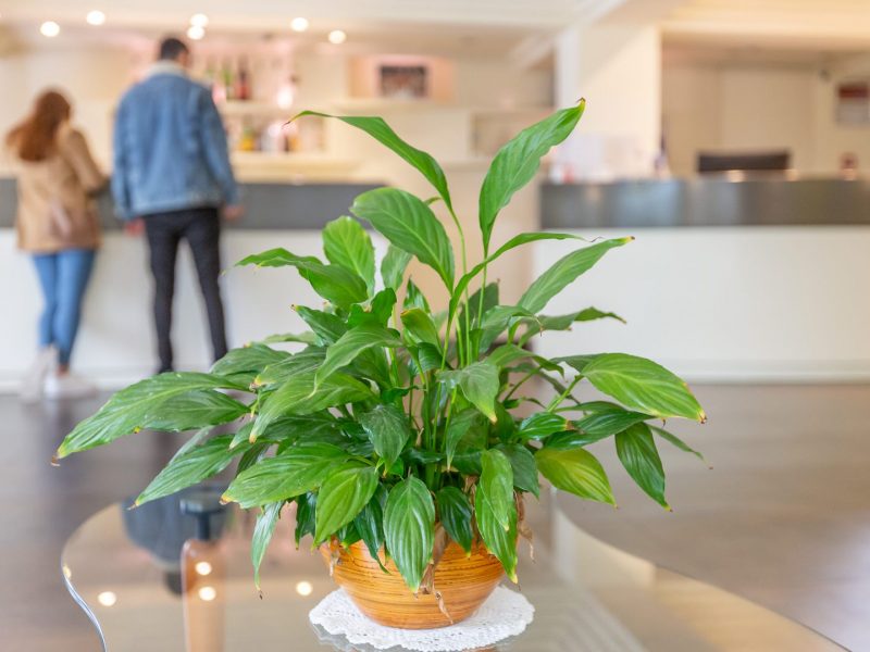 Immagine - "Hotel City Rimini: un ambiente vivo per la tua crescita professionale"