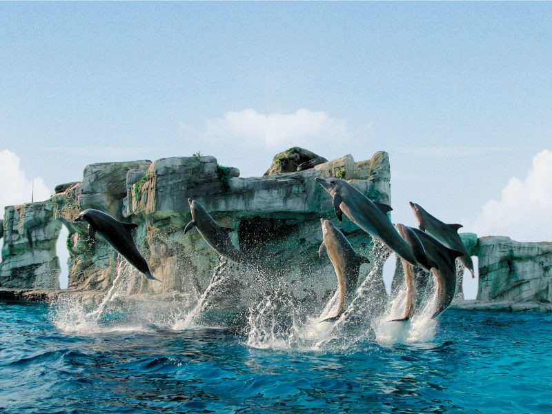 Immagine allegata al post intitolato "Parchi Tematici"